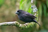 St. Lucia Black Finch